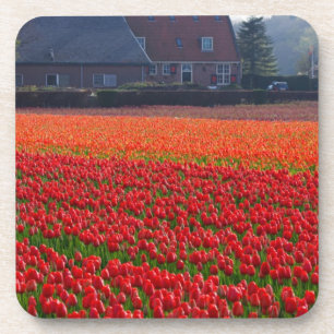 Posavasos Países Bajos: Campo Tulip en Holanda