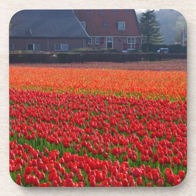 Posavasos Países Bajos: Campo Tulip en Holanda (Frente)