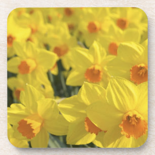 Posavasos Países Bajos, Holanda, Lisse, Jardines Keukenhof,
