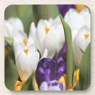 Posavasos Países Bajos, Jardines de Keukenhoff, Tulipanes.