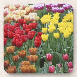 Posavasos Países Bajos, Jardines Keukenhoff, tulipanes.