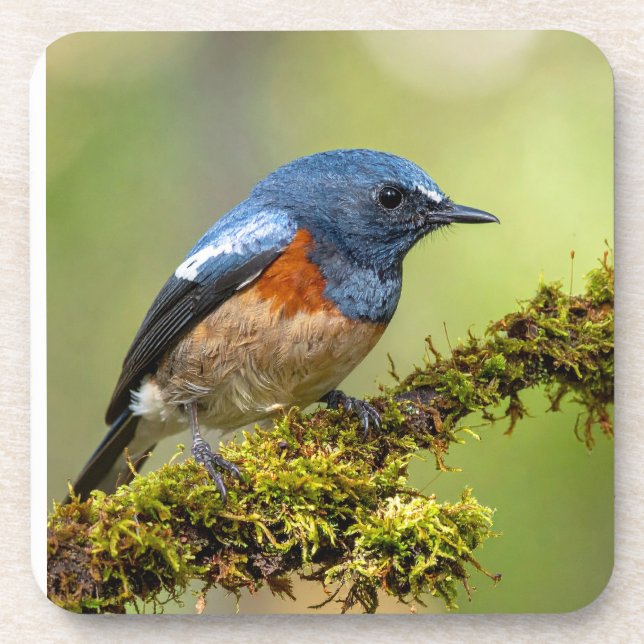 Posavasos Pajarito azul (Frente)