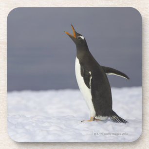 Posavasos Pájaro adulto del pingüino de Gentoo (Pygoscelis