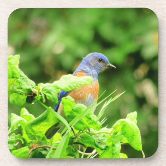 Posavasos Pájaro azul en Corkbolt Bush