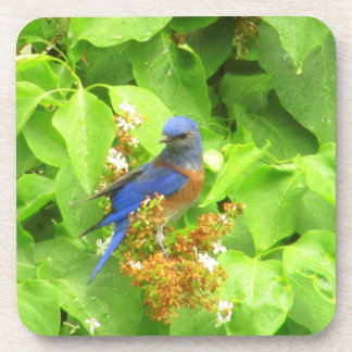 Posavasos Pájaro azul en Lilac Hedge