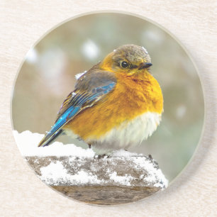 Posavasos Pájaro azul oriental en nieve - Fotografía origina