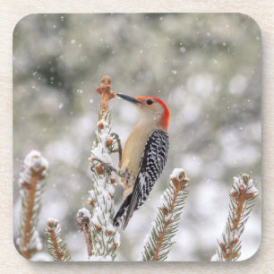 Posavasos Pájaro carpintero de barriga roja en la nieve