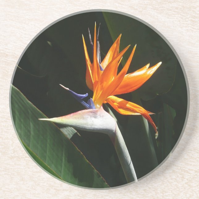 Posavasos Pájaro del Naranja del paraíso Flor tropical (Frente)