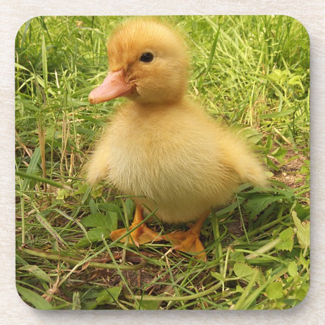 Posavasos pájaro, pato, pato, amarillo, naturaleza, lindo, b (Frente)