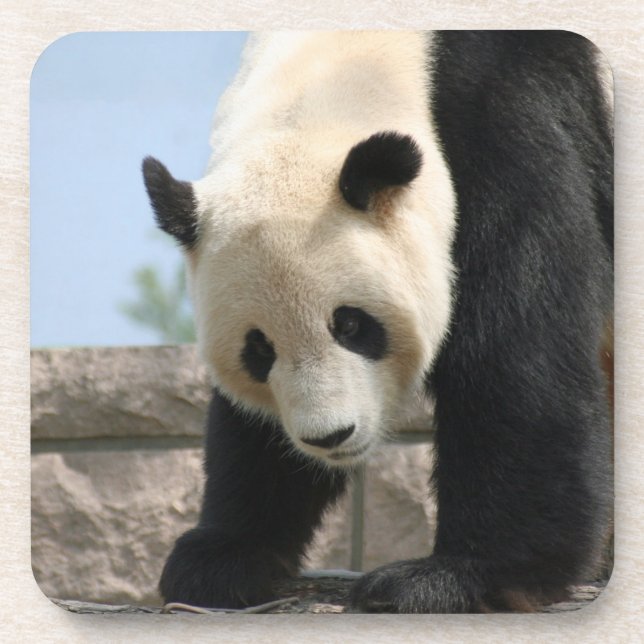 Posavasos Panda20170506_by_JAMFoto (Frente)
