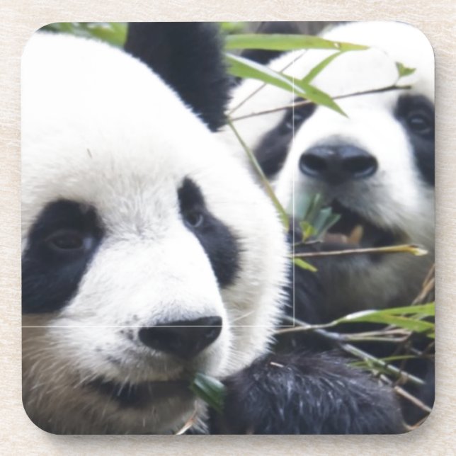 Posavasos Panda Bear Hugs (Frente)