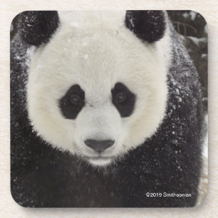 Posavasos Panda gigante en nieve