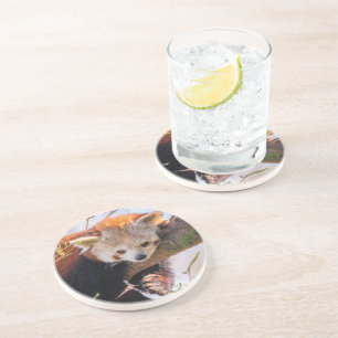 Posavasos Panda rojiza perezosa