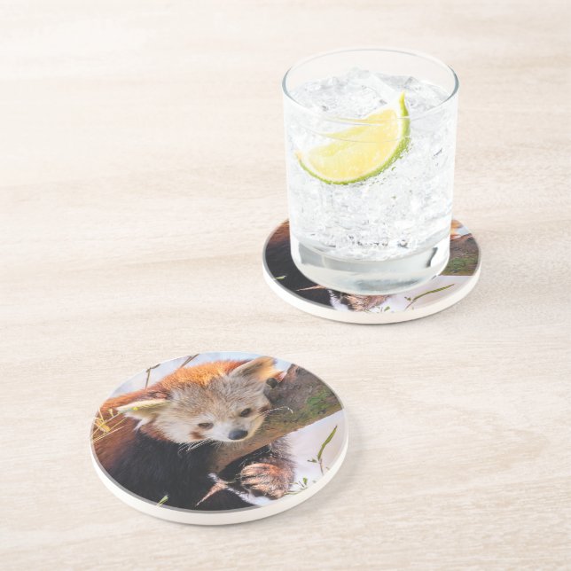 Posavasos Panda rojiza perezosa (Lado)