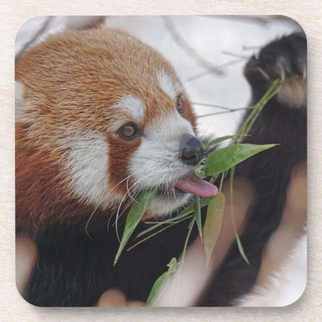 Posavasos panda rojo animal impresión lindo (Frente)