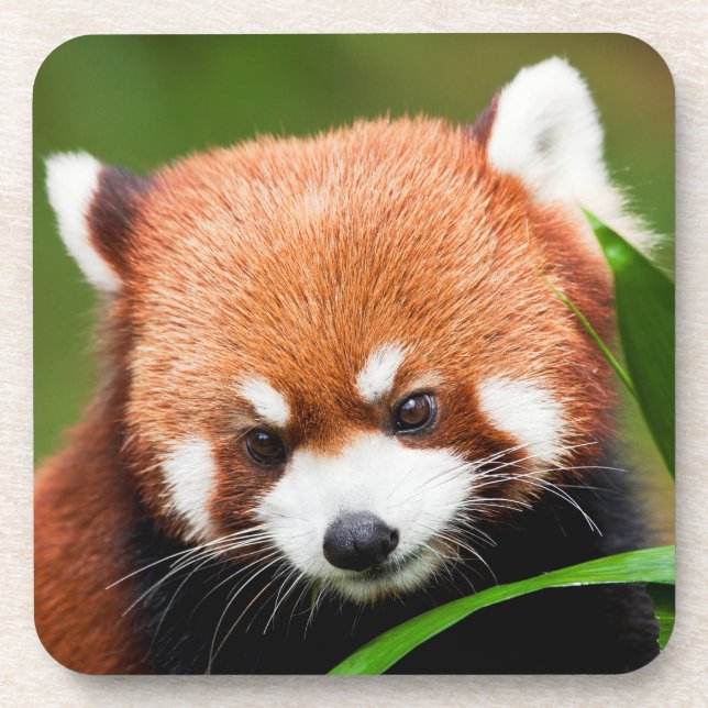 Posavasos Panda Rojo Lindo (Frente)