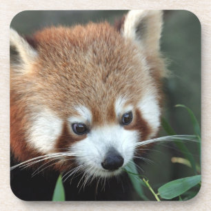 Posavasos Panda rojo, Taronga Zoo, Sydney, Australia
