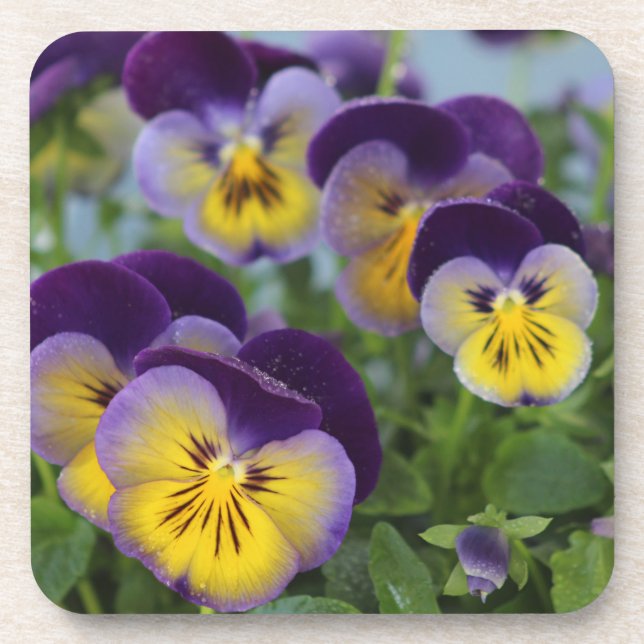 Posavasos Pansies Coaster (Frente)