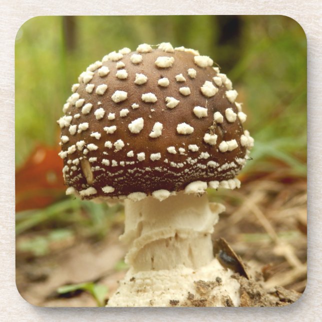 Posavasos Pantalones de los hongos de los hongos Duros (Frente)