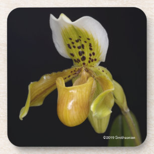 Posavasos Paphiopedilum Exul