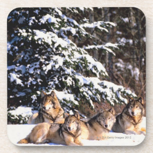 Posavasos Paquete de lobos en invierno