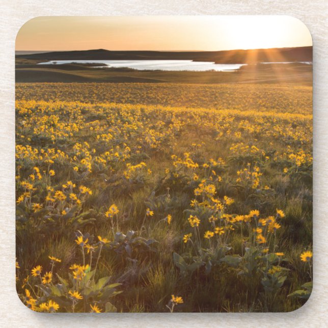 Posavasos Parcela de flores silvestres de Balsamroot de hoja (Frente)