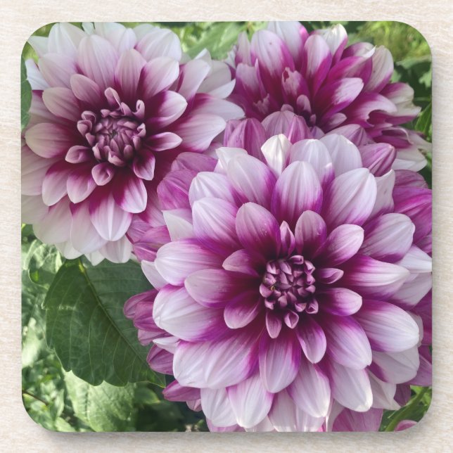 Posavasos Parches de Dahlia, flor morada asombrosa (Frente)