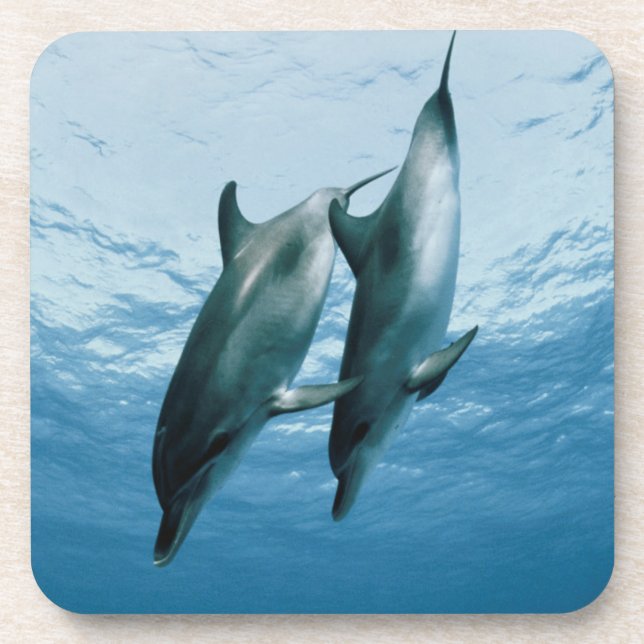 Posavasos Pareja de delfines (Frente)