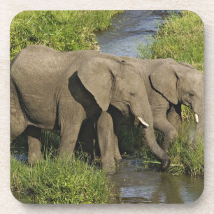 Posavasos Pareja de elefantes africanos Masai Mara