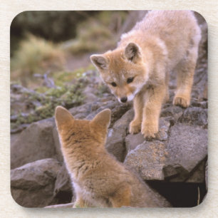 Posavasos Pareja de Fox gris sudamericana (Lycalopex griseus