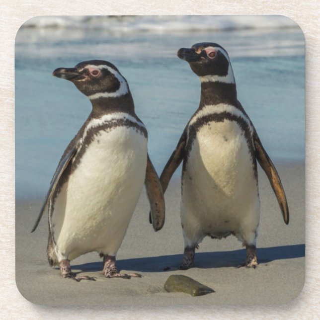 Posavasos Pareja de pingüinos en la playa (Frente)