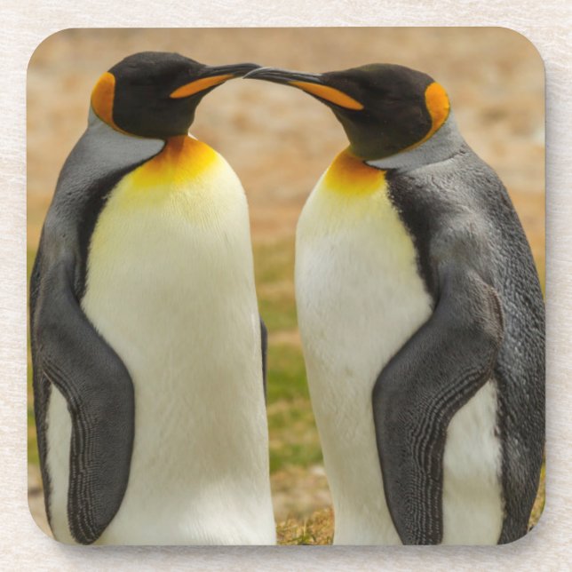 Posavasos Pareja de pingüinos rey, Falklands (Frente)
