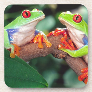 Posavasos Pareja de ranas de ojos rojos, Agalychinis callidr