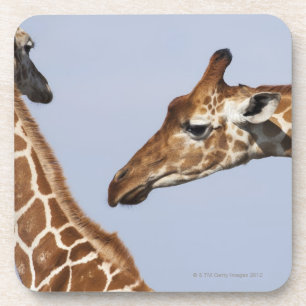 Posavasos Pares de jirafas reticuladas (Giraffa)