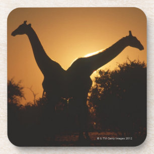 Posavasos Pares de la jirafa (camelopardalis del Giraffa)