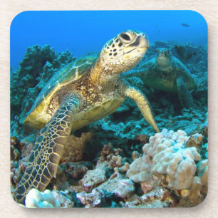 Posavasos Pares de la tortuga