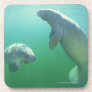 Posavasos Pares de manatees de la Florida que nadan