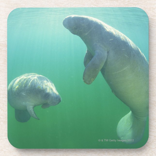 Posavasos Pares de manatees de la Florida que nadan (Frente)