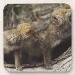 Posavasos Pares de perritos jovenes del coyote que gritan