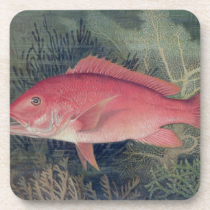 Posavasos Pargo Rojo, de 'Game Fishes of the United States
