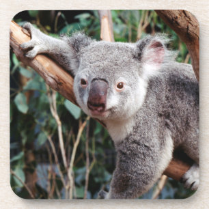 Posavasos Parque de vida salvaje Featherdale, osos koala
