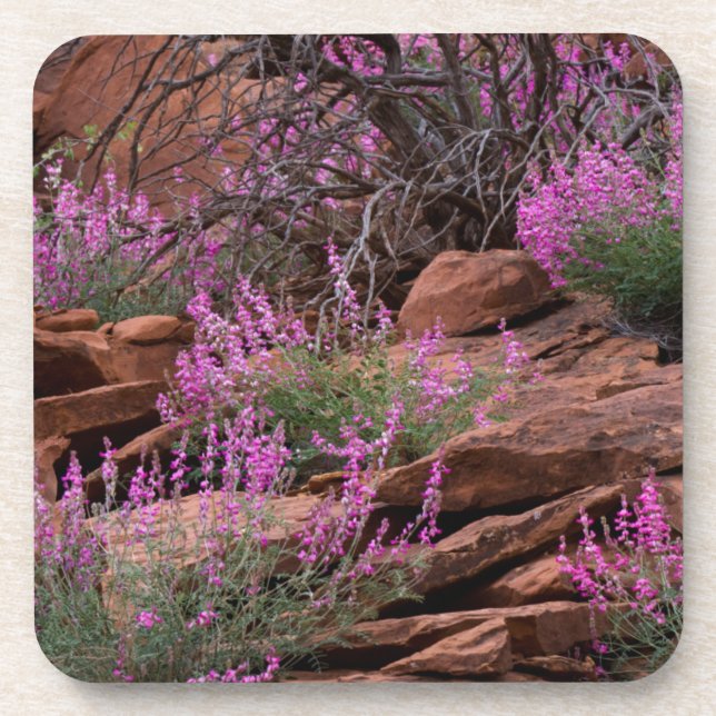 Posavasos Parque Nacional Capitol Reef, Utah, EE. UU. (Frente)