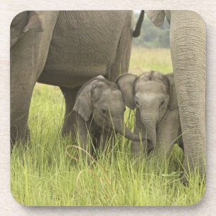 Posavasos Parque Nacional Corbett, Uttaranchal, India.
