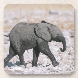 Posavasos Parque nacional de Etosha, Namibia