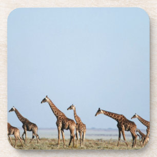 Posavasos Parque nacional de Etosha, Namibia 2