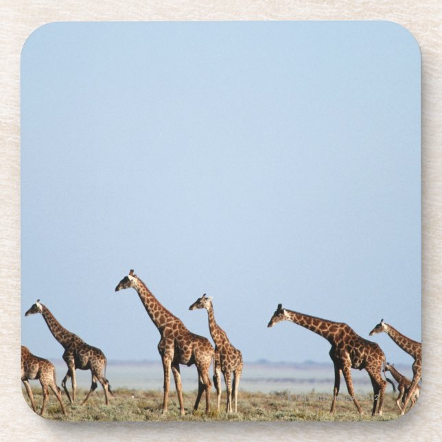Posavasos Parque nacional de Etosha, Namibia 2 (Frente)