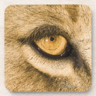 Posavasos Parque nacional de Kruger, provincia del Limpopo