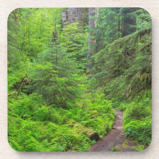 Posavasos Parque Nacional Olímpico, sendero forestal (Frente)