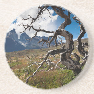 Posavasos Parque Nacional Torres del Paine, árboles dañados 