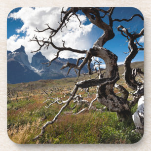 Posavasos Parque Nacional Torres del Paine, árboles dañados 